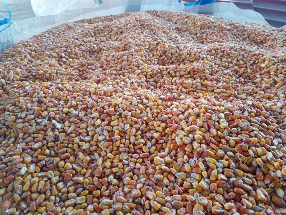 Porumb boabe recolta 2025 uscat 25 tone