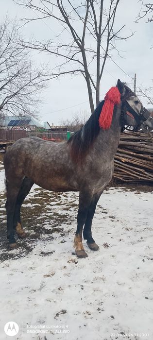 Cal de vânzare de 3 ani