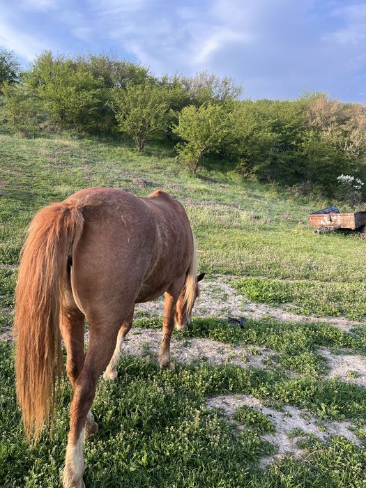 Vada iapa si armasar