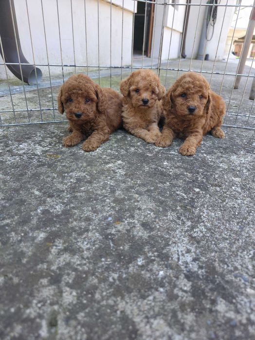 Пудел мини poodle mini