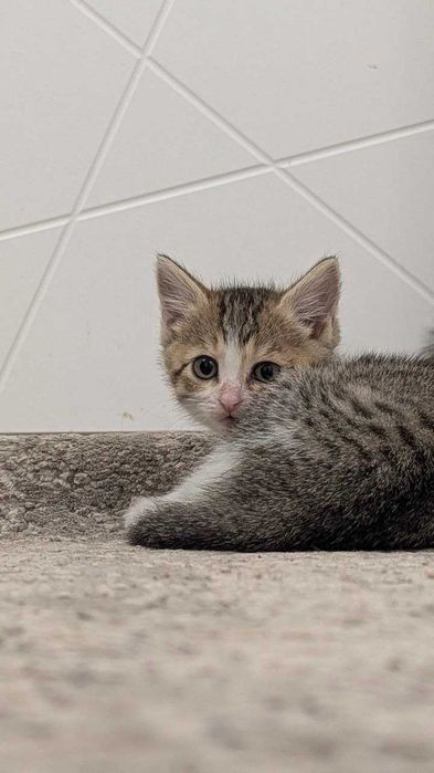 Котёнка в добрые руки
