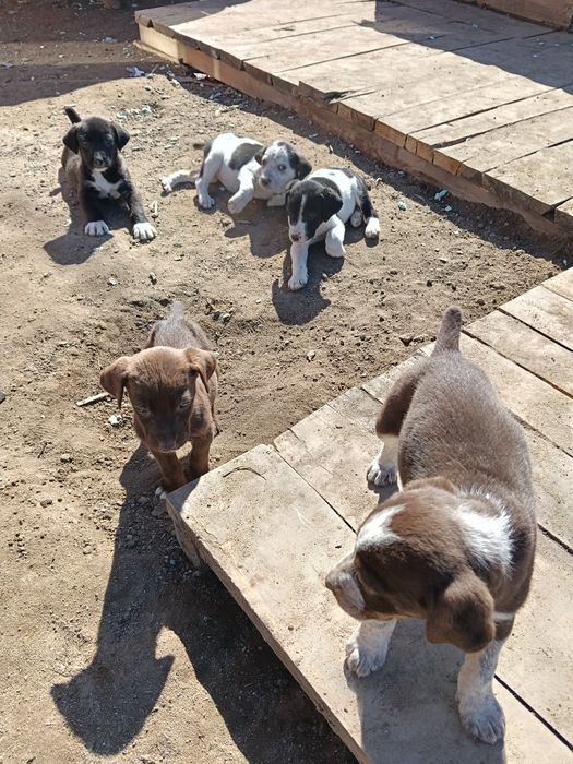 Подам щенков драадхара