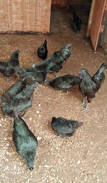 Gaini  Ayam Cemani