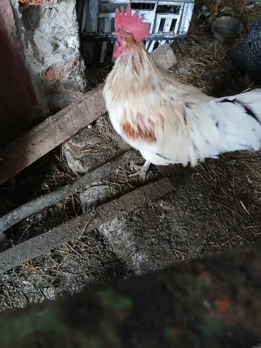 Rate mute și cocosi de vanzare