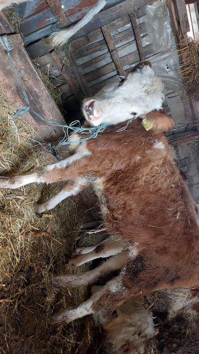 Vând vitea bălțată românească