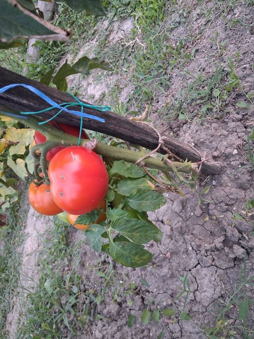 Rosii de gradina fără chimicale