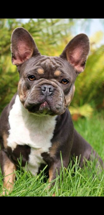 французский бульдог