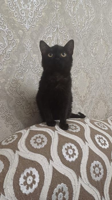 Отдам котёнка бесплатно