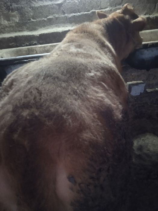 Sharalle gonajin sotiladi