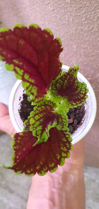 Колеусы комнатные/садовые цветы