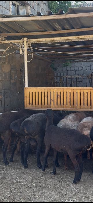 Qochqorla sotiladi 85mindan taroziga srochna