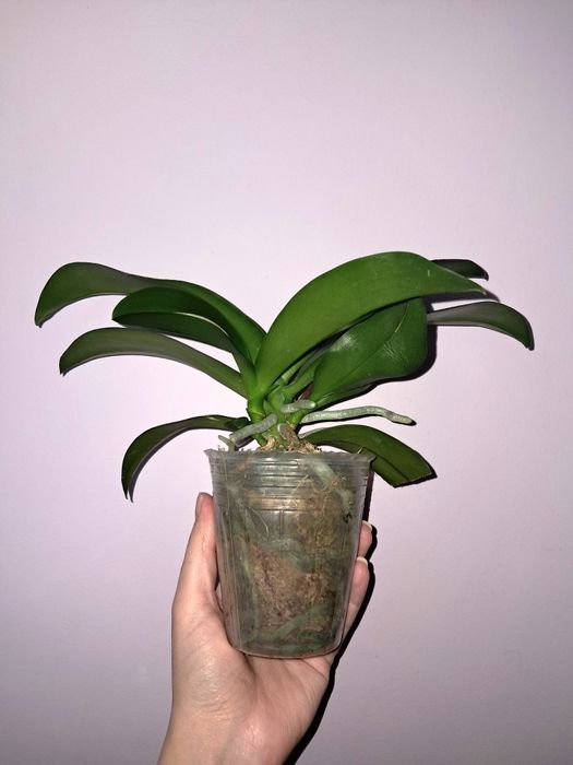 Орхидея Фаленопсис НЕ в цвету сейчас