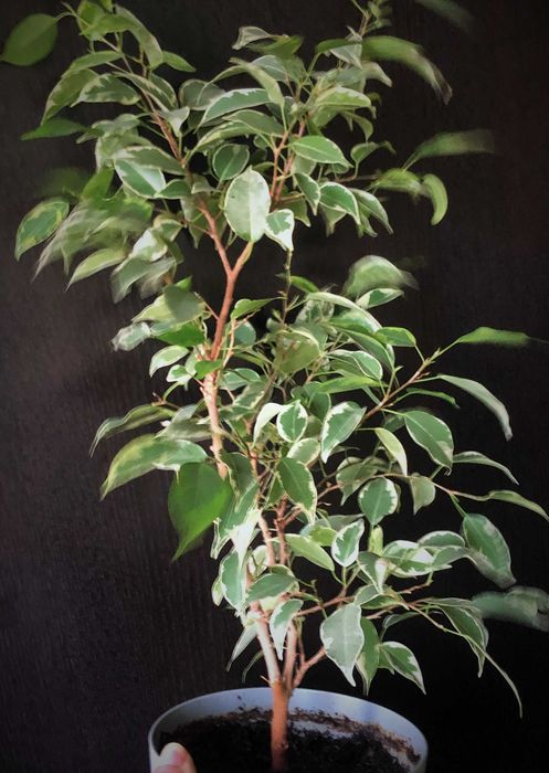 Plante ornamentale de apartament