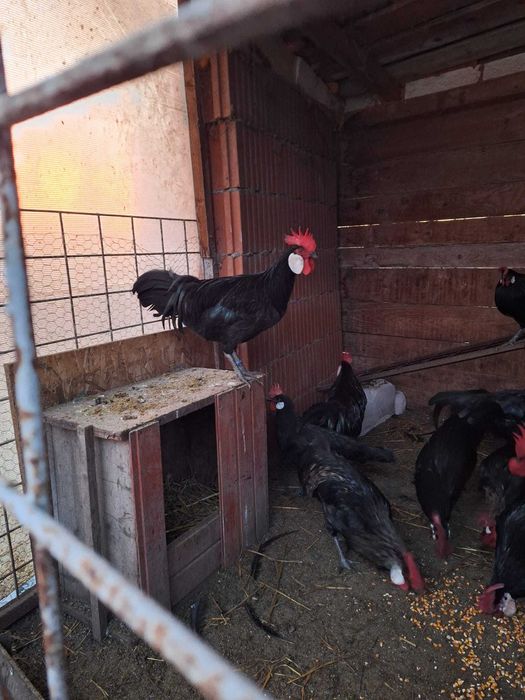 Cocos Minorca de vanzare