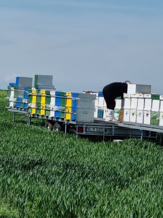 Platforma apicola Rema 40 stupi