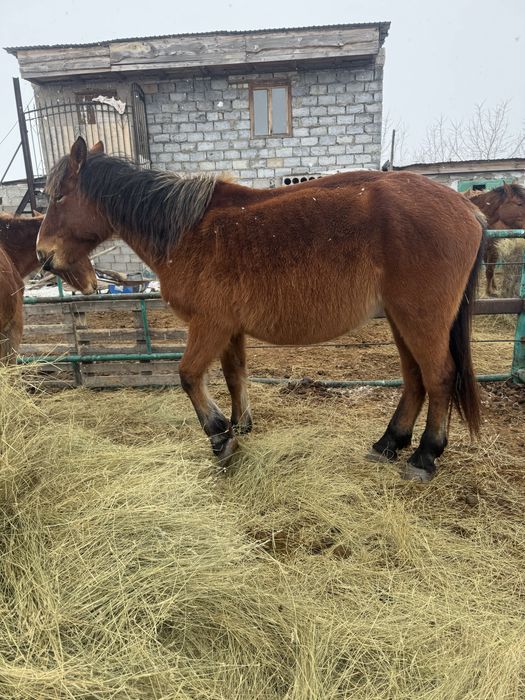 Продам кобыл жеребых