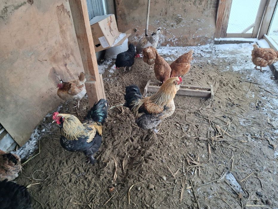 Әтеш Петух сатылады