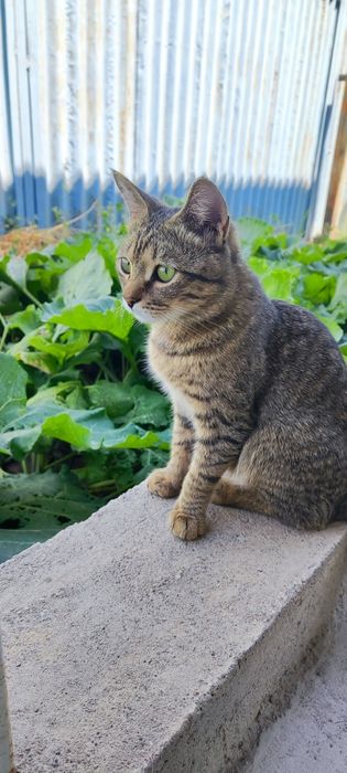 Отдам кошечку, котика