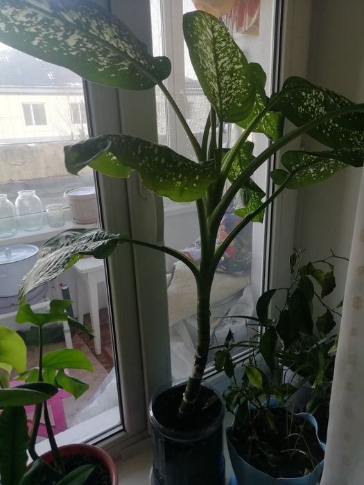 Цветы, диффенбахии, алое и т. д.