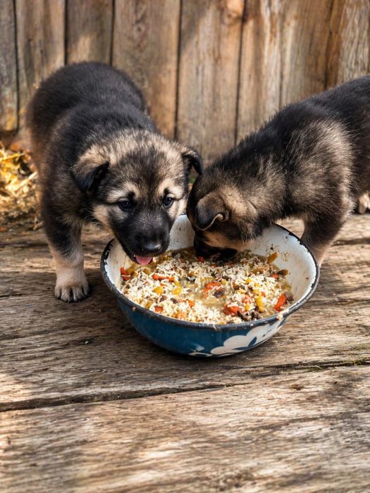 Пристраиваются щенки