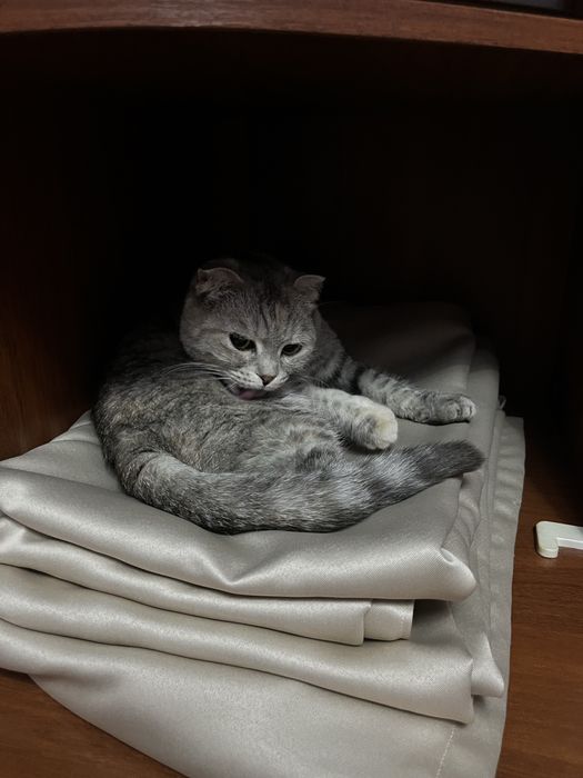 Кошка порода Метис