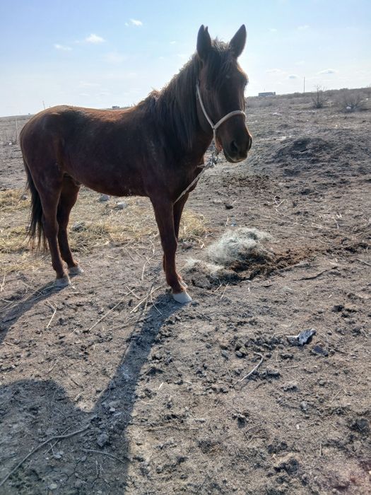 Селхоз Животные лошадь