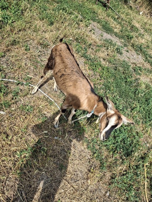 Vând 4 capre! 2 iedite si doua cu lapte