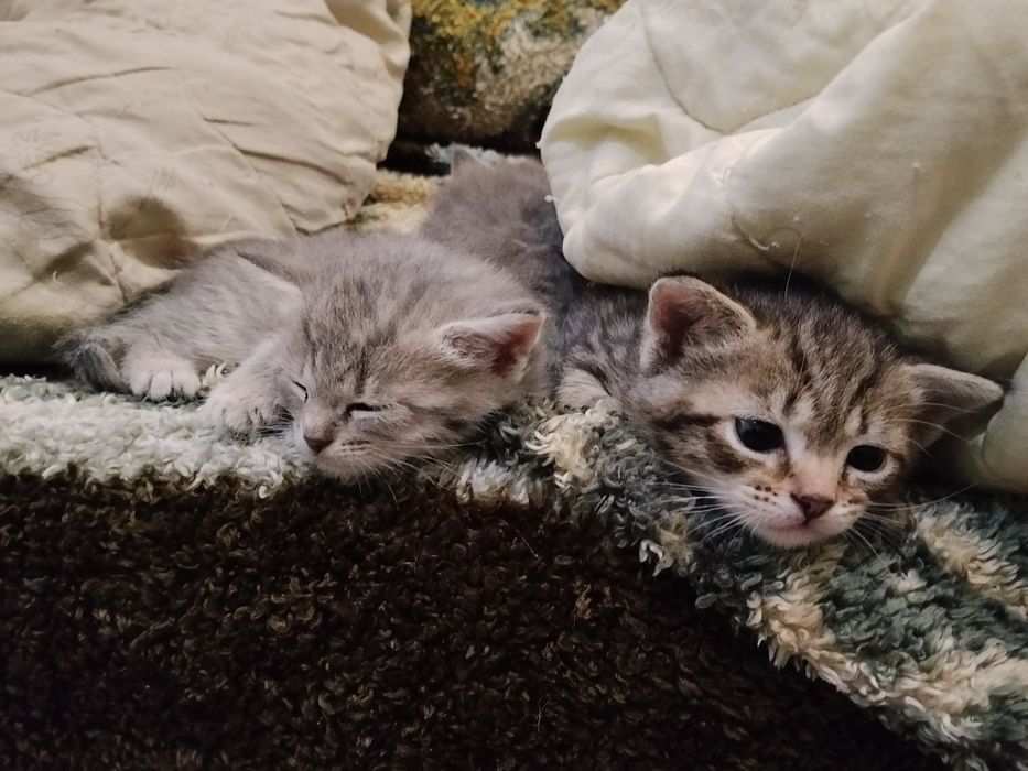 Скоттиш-страйт котята 1.5 мес