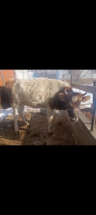 Бузаулар сатылады