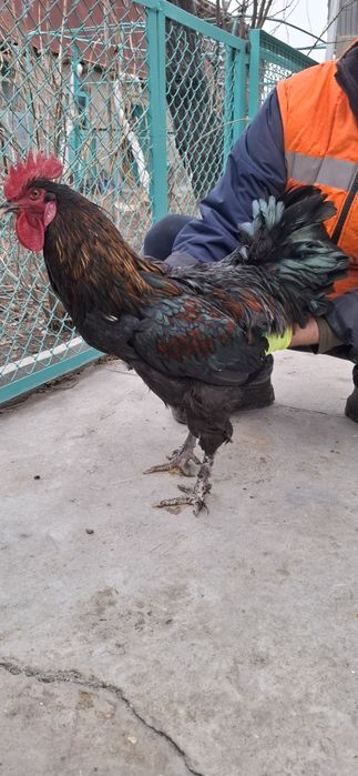 Джерсийский Гигант