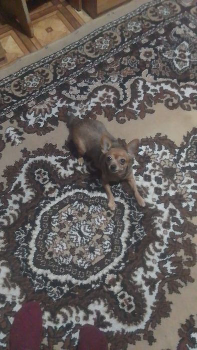 Сабачка чахувахува