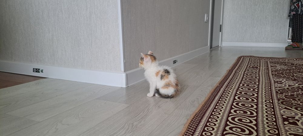Отдадим в хорошие руки котенка