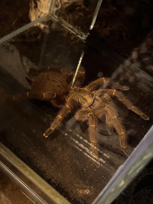 Vand tarantula Pterinochilus Murinus + terariu