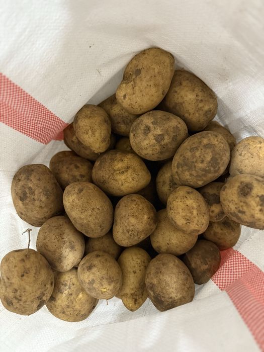 Отпом картофель с Павлодара