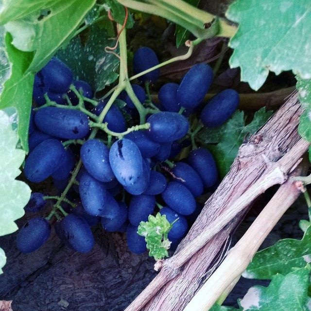 Optom narxlarda mayizlar