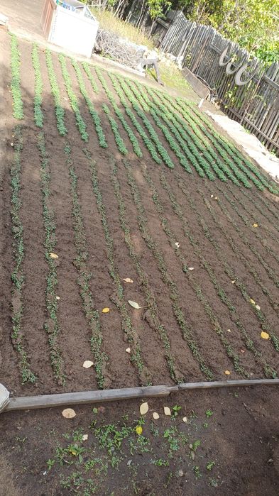 Продам дачу, недорого. В черте города.