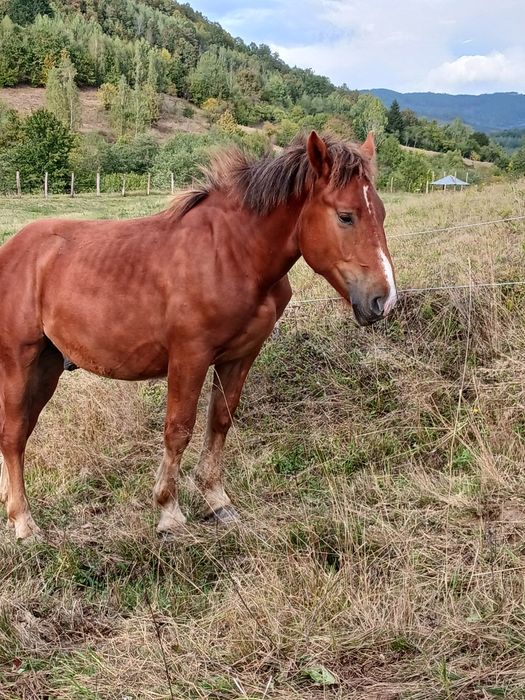 Vând un cal de 4 ani simanz de 1 an