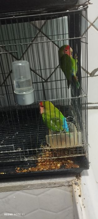Попугаи продаются