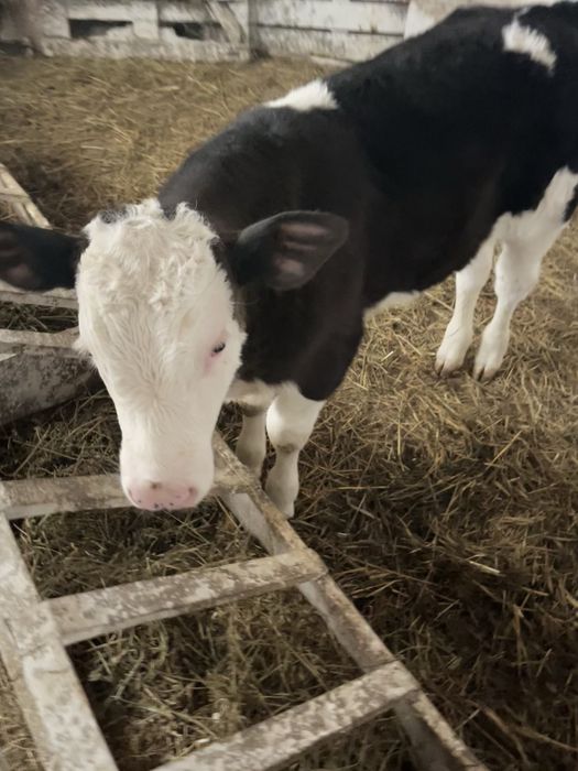 Tauras -  3 luni, baltata romaneasca