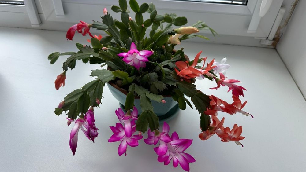 Продам микс "декабристов", 6 разных