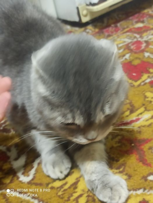 Продается кошка девочка