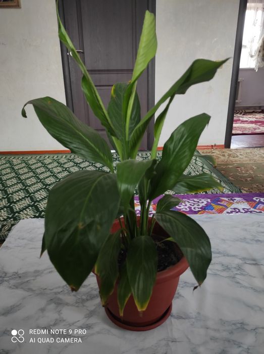 Цветы "Женское счастья"