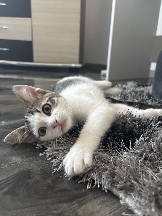 Donez pisici , au 3 luni