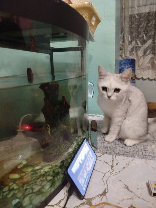 Продам кошку скоттиш Стрейт