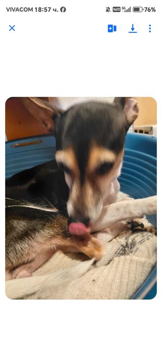 Търся грижовни стопани на пинчерче