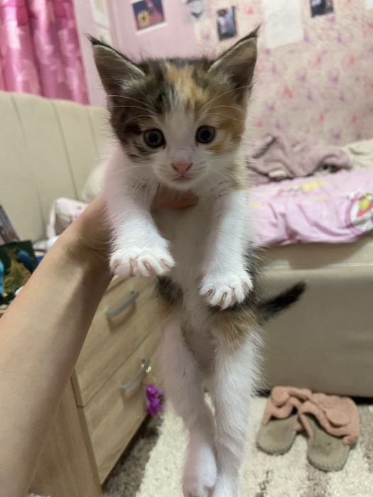Отдам котенка мальчик