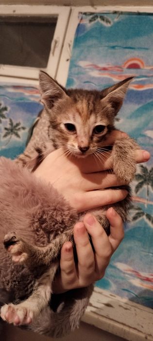 Отдам котят в добрые руки