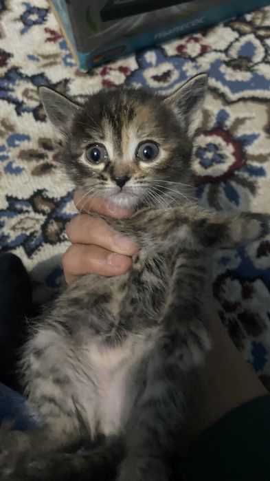 Котенки в добрые руки