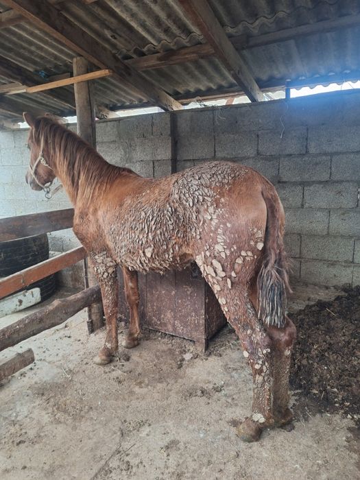 Ургашы тай  байтал