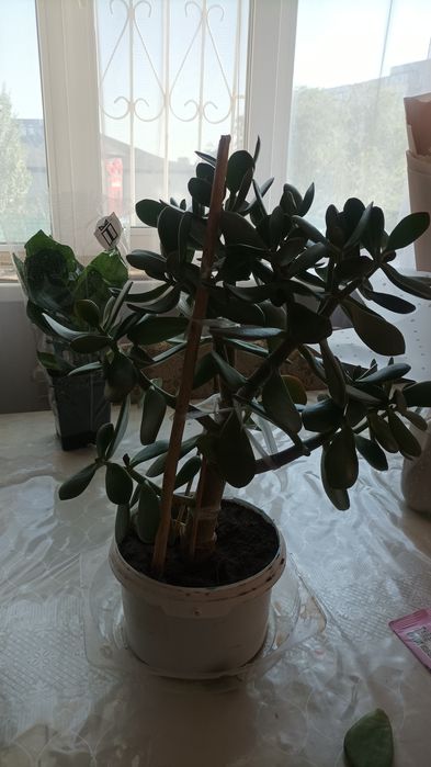 Денежное дерево /цветок